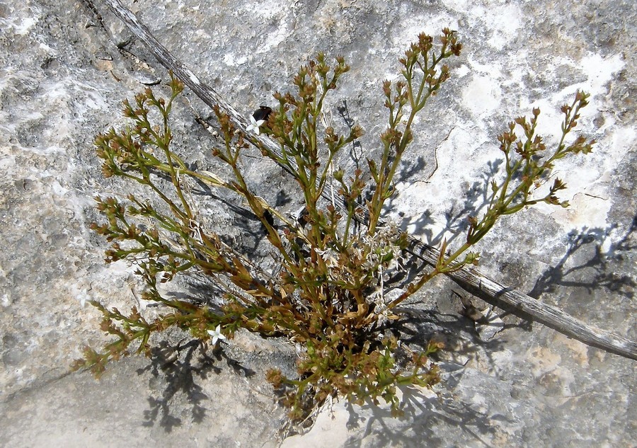 Image of smallflower starviolet