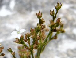 Image of smallflower starviolet