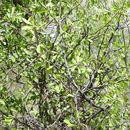 Sideroxylon lanuginosum subsp. rigidum (A. Gray) T. D. Penn.的圖片