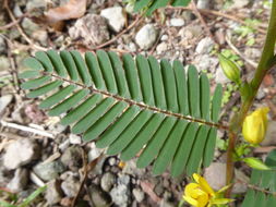 Image of Partridge-pea