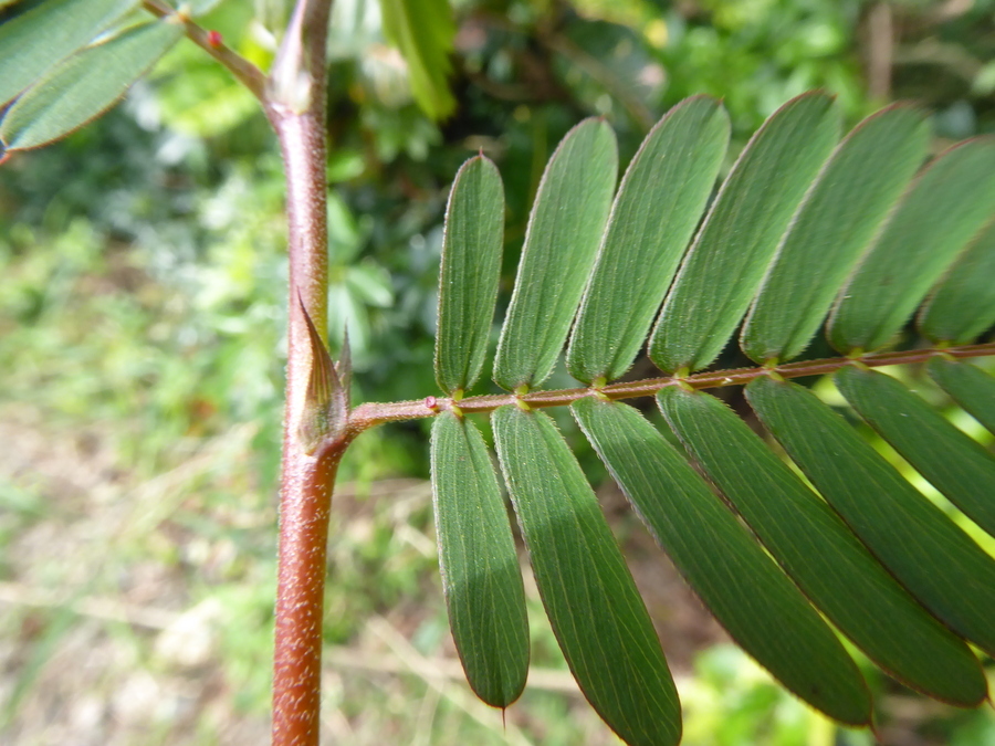 Image of Partridge-pea