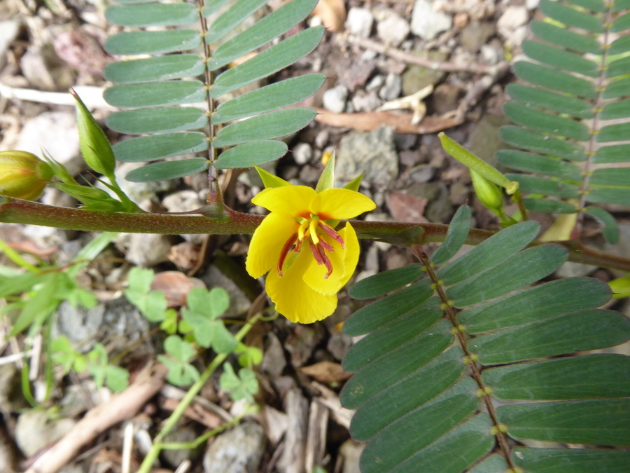 Image of Partridge-pea