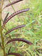 Image of Partridge-pea