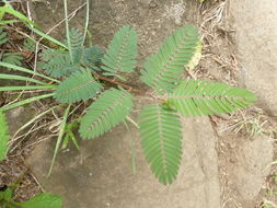 Image of Partridge-pea