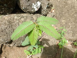 Image of Partridge-pea