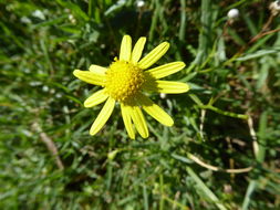 Image of Madagascar ragwort