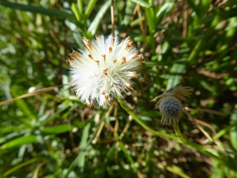 Image of Madagascar ragwort