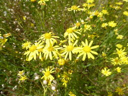 Image of Madagascar ragwort