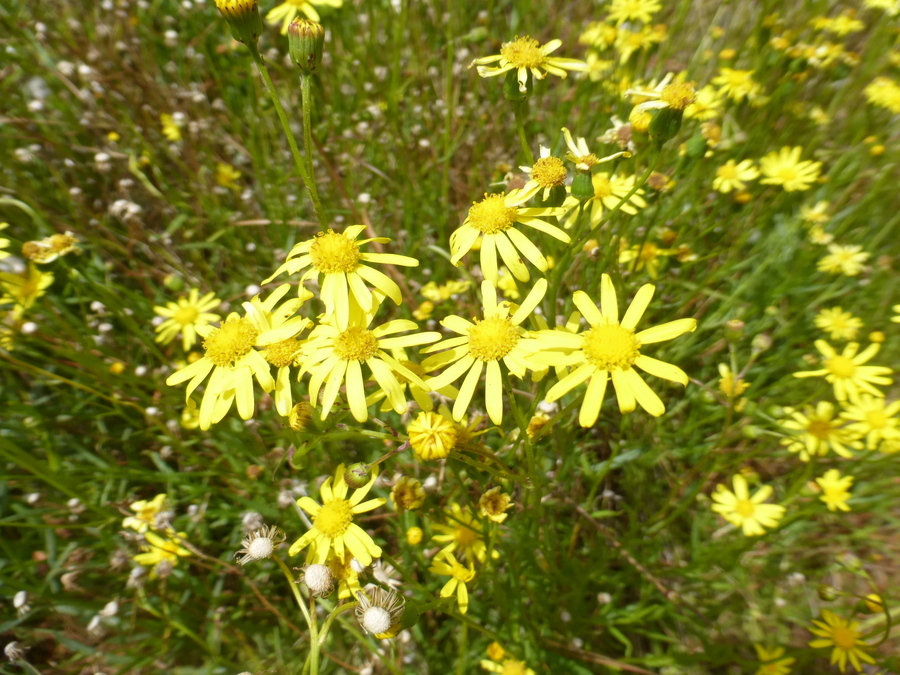 Image of Madagascar ragwort