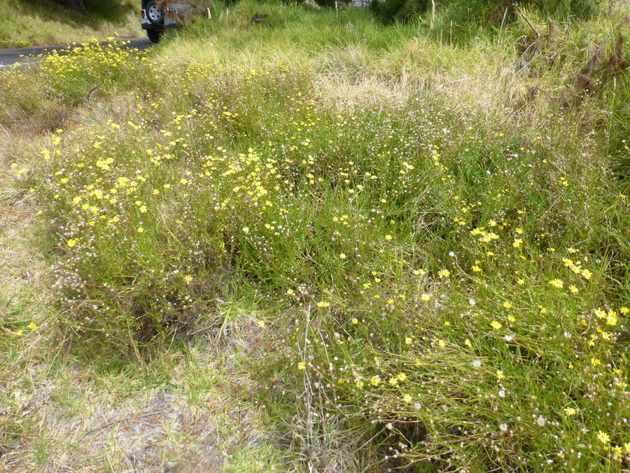 Image of Madagascar ragwort