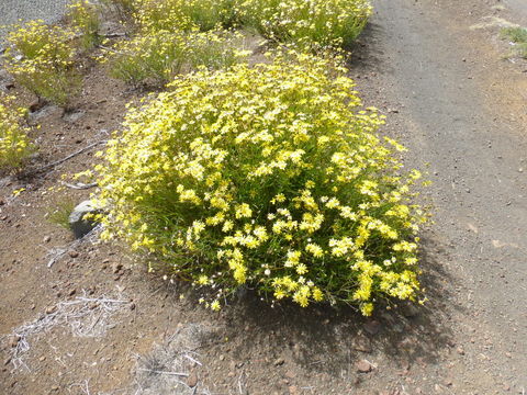 Image of Madagascar ragwort