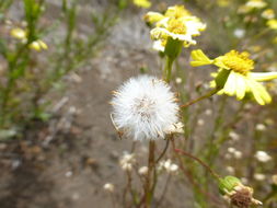 Image of Madagascar ragwort