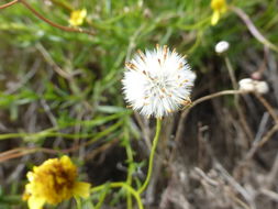 Image of Madagascar ragwort