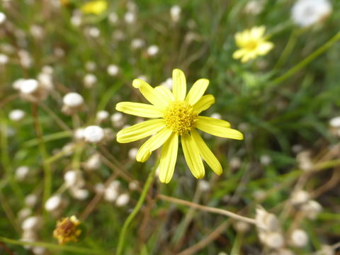 Image of Madagascar ragwort