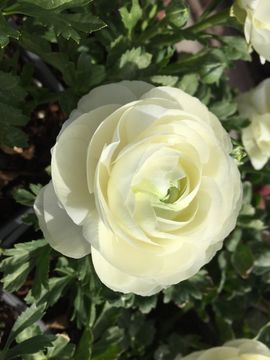 Image of Ranunculus asiaticus