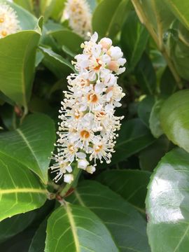 Image of Cherry-laurel