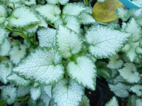 Image of spotted dead-nettle