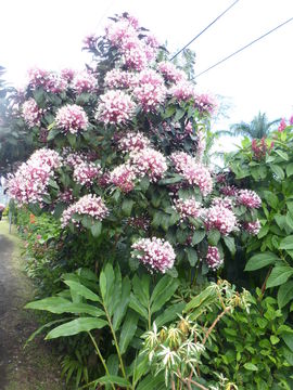 Слика од Clerodendrum thomsoniae Balf. fil.