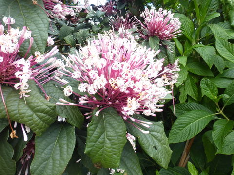 Image of <i>Clerodendrum thomsoniae</i> Balf. fil.