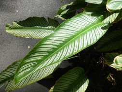 Sivun <i>Calathea ornata</i> kuva