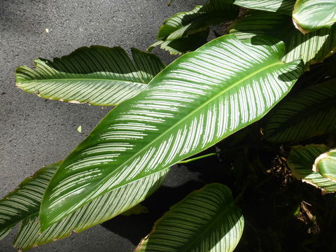 Image of <i>Calathea ornata</i>