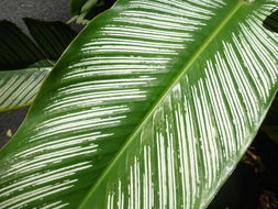 Image of <i>Calathea ornata</i>