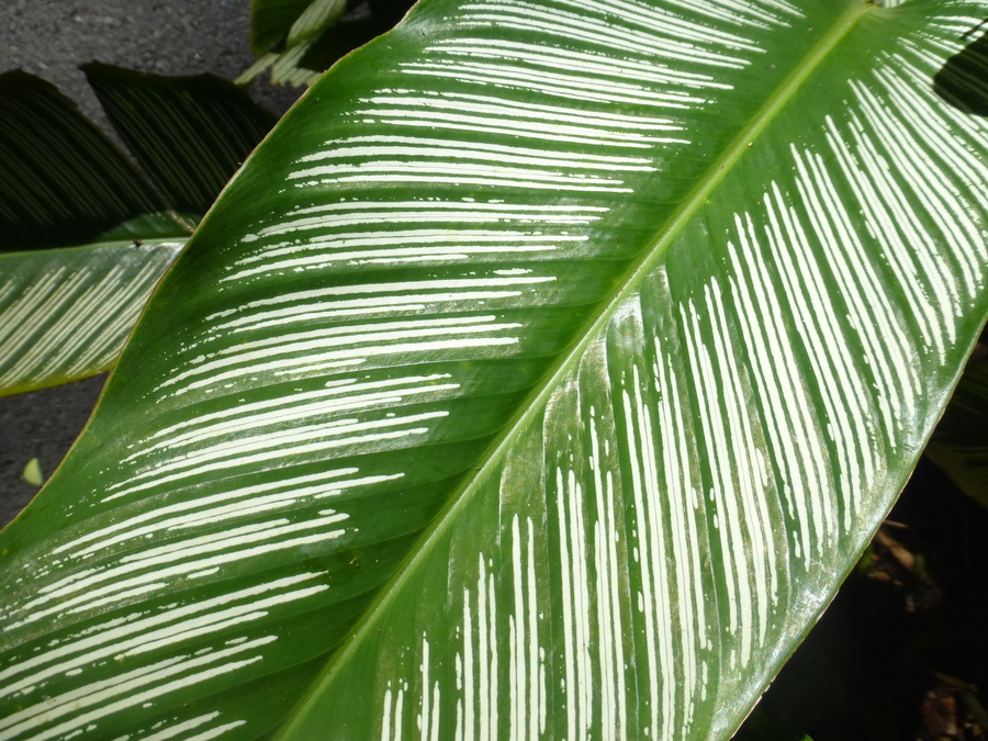 Image of <i>Calathea ornata</i>