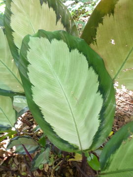 Image of <i>Calathea picturata</i>