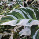 Image of <i>Calathea louisae</i>