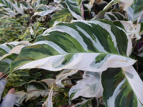 Image of <i>Calathea louisae</i>