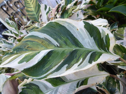 Image of <i>Calathea louisae</i>