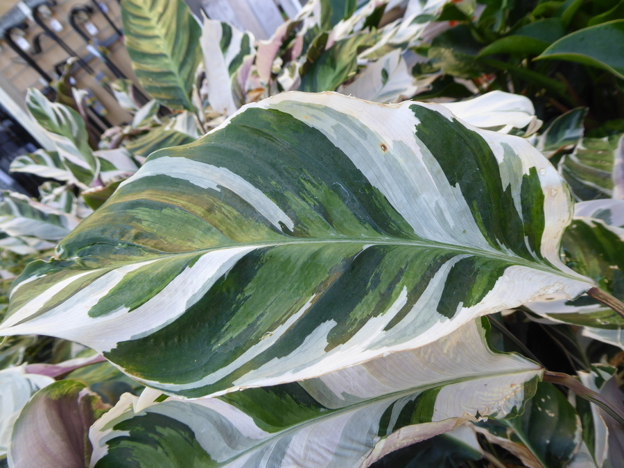 Sivun <i>Calathea louisae</i> kuva