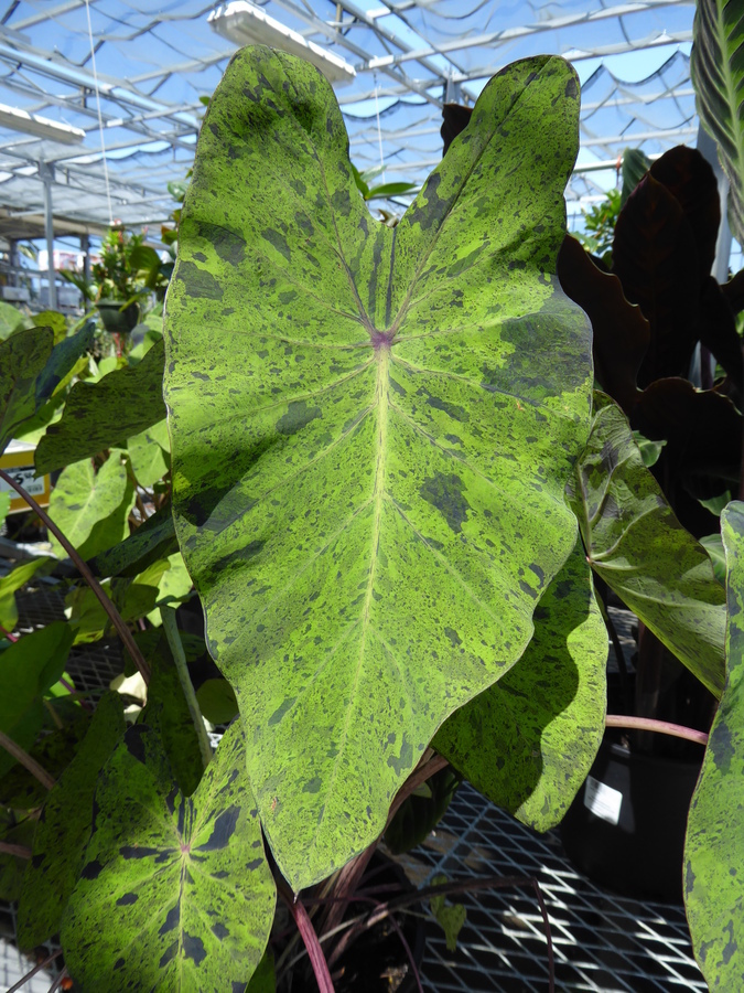 Image de Colocasia esculenta (L.) Schott