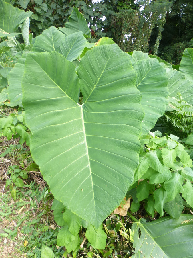 Image de Colocasia esculenta (L.) Schott