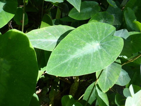 Imagem de Colocasia fallax Schott