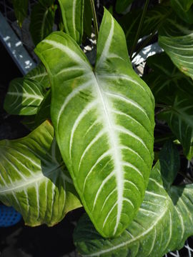 Sivun Caladium lindenii (André) Madison kuva