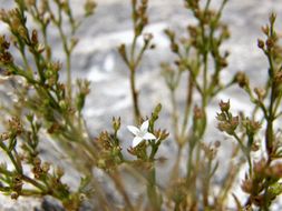 Image of smallflower starviolet