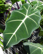 Alocasia micholitziana Sander的圖片