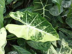 Alocasia micholitziana Sander的圖片