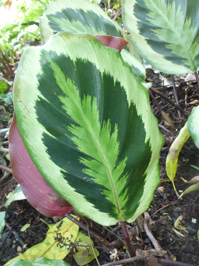 Image of <i>Calathea roseopicta</i>