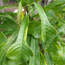 Image of Plumeria pudica Jacq.