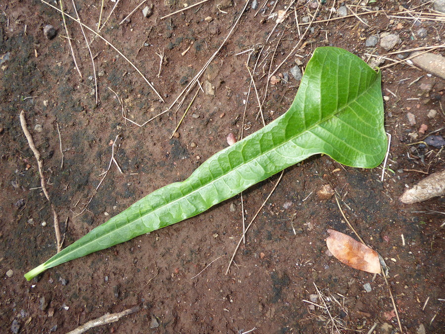 Image of bridal boquet