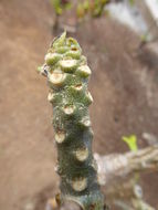 Image of bridal boquet