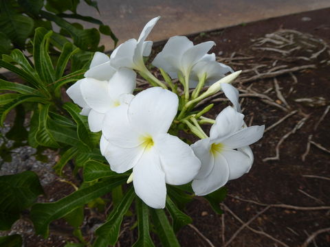 Image of bridal boquet