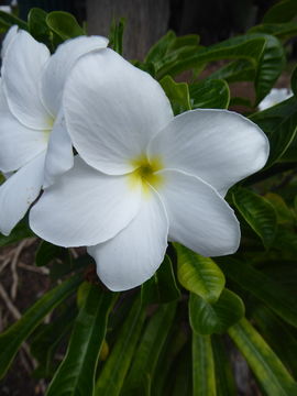 Image of bridal boquet