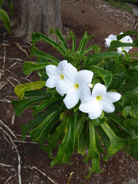 Image of bridal boquet