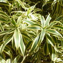 Image of Dracaena reflexa Lam.