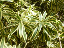 Image of Dracaena reflexa Lam.