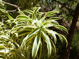 Image of Dracaena reflexa Lam.