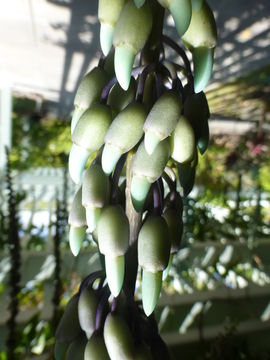 Image of Strongylodon macrobotrys A. Gray